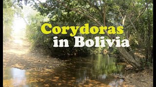 Corydoras in nature  habitat in Bolivia with common green cory catfish  Corydoras aeneus [upl. by Blus]