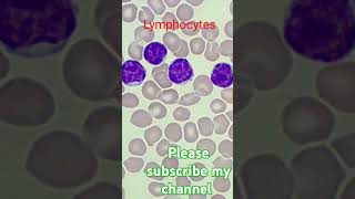 Lymphocytes  pathologyclass paramedicalclass  mltclass  wbc  dCofwbc  blood [upl. by Granville386]