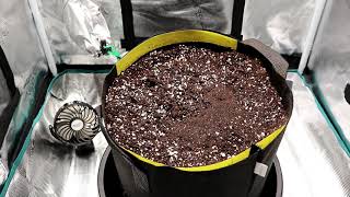 Growing Autoflowers  Ep1 Preparing Soil amp Planting Seed [upl. by Lertnahs]