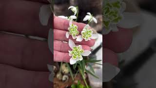 Double snowdrops Planting beautiful flowers 🌸 [upl. by Aaberg487]