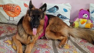 NAUGHTY BUZU 🤘 BAGHA  CUTE VLOG GSD BARKING 😱vlog barkingsound viralhog viral naughtybuzu [upl. by Ydorb]