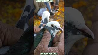 Dobaz Kabootar Kala lucknowkabutarmandi pigeon highflyingpigeon kaldumakabootar kabootar [upl. by Narret]