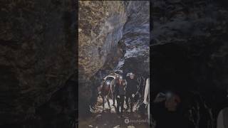 Unveiling the Secrets of the Lascaux Caves [upl. by Eiznikcm]