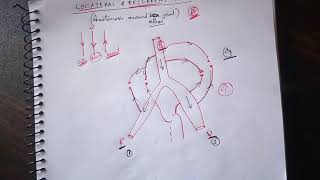 Recurrent and Collateral Anastomosis  Anastomosis Around Elbow Joint  TCML [upl. by Fernandina429]