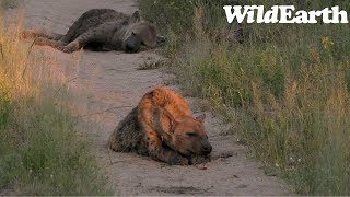 WildEarth  Sunset Safari  25 November 2023 [upl. by Wallford]