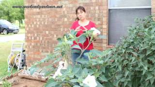 How to Grow and Use the Moon Flower [upl. by Corine]