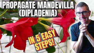 Mandevilla Propagation Quick Easy Method [upl. by Elizabeth]