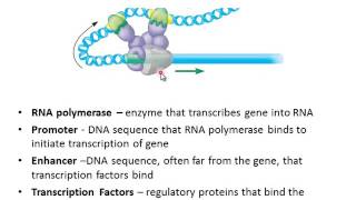 Eukaryotic Gene Regulation [upl. by Blanch]