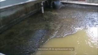 MicrobeLift IND and SA for Sewage Treatment Plant [upl. by Nimrac]