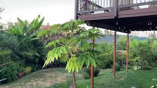 Tetrapanax struggling [upl. by Airehtfele77]