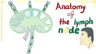 Anatomy of the Lymph node  Best Explanation Ever [upl. by Adnopoz4]