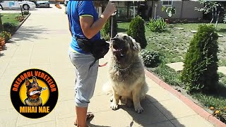 Disciplina 🐶 Ciobanesc Caucazian Tip Georgian  by Mihai Nae [upl. by Eed]