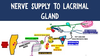 NERVE SUPPLY TO LACRIMAL GLAND  NEUROANATOMY [upl. by Nerak]