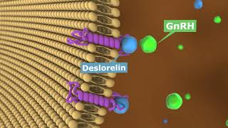 Werkingsmechanisme deslorelin [upl. by Acirehs]