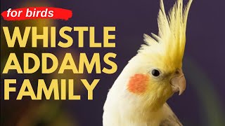 ADDAMS FAMILY WHISTLE  Cockatiel Singing Training  Bird Whistling Practice [upl. by Fortune980]