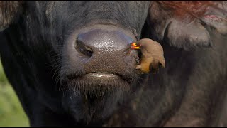 Oxpecker cleaning a buffalo’s nostrils and ears [upl. by Dewhirst]