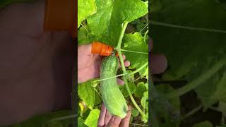 Wearable vegetable and fruit picking tool Good tools and machinery can increase work efficiency [upl. by Joashus]