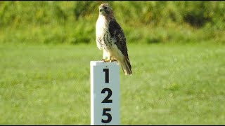 Buse à queue rousse  Redtailed Hawk 🏌️‍♂️⛳️ Birdie [upl. by Eras640]