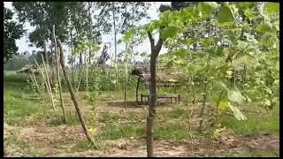 Beautiful 37 Bigha land for sale at Location Biharigarh Shakumbari rd UP Demand  750 lacbigha [upl. by Alat]