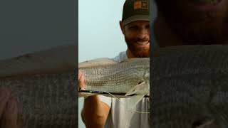 Catching redfish on an 8wt Fly rod [upl. by Il]