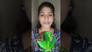 Conocarpus tree  Dangerous tree  Voice Of Punitha shorts tamil facts [upl. by Anirba963]