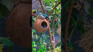 The wild macaw parrots l Fpisode dancemusic shot butiful ghanshyamyoutuber2543 [upl. by Brook956]