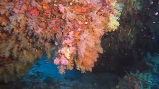 Fiji The Soft Coral Capital of the World On the Rainbow Reef with Taveuni Dive Resort [upl. by Furgeson]