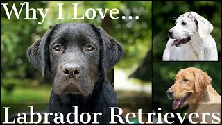 Why I Love the Labrador Retriever Part 1 [upl. by Eidnarb]