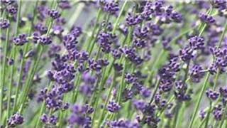 Lavender Pest Control  How to Use Lavender to Repel Fleas [upl. by Everard]