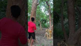 Bahut khatarnak Tigger attek🐅 jungle🐅 vfx [upl. by Nohsyt]