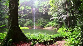 Naturaleza hermosa Landscapes bosque forestal [upl. by Enyehc]