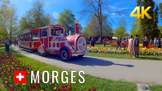 Morges Switzerland Morges Tulip Festival a real jewel in the Lake Geneva region Switzerland 4K [upl. by Giovanni438]