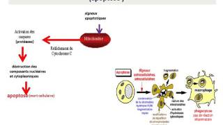 CYTOLOGIE LA MITOCHONDRIE [upl. by Blisse]