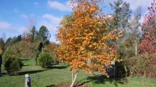 Platanus orientalis Digitata Cutleaf Plane [upl. by Ybbil]