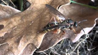 Paper Wasp Vespidae Polistes fuscatus Female on Leaf [upl. by Nayarb]