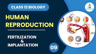 Fertilization and Implantation  Cleavage  Human Reproduction  Class 12 Biology  Dhimansbiology [upl. by Ycniuqal]