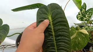 Anthurium veitchii Cuidados [upl. by Buonomo]