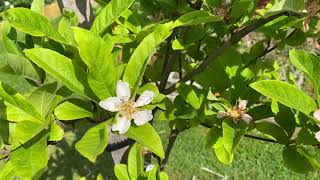 Medlar Trees Grow Something Different [upl. by Aryajay]