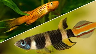 Top 5 Killifish That Every Beginner Should Try [upl. by Imoyaba986]