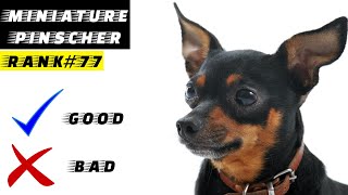 Miniature Pinscher Pros And Cons  The Good And The Bad [upl. by Bridwell]