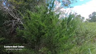 Eastern Redcedar  Juniperus virginiana [upl. by Jews971]