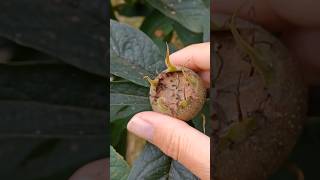 Discovering the Medlar Tree wildfood tree [upl. by Gram]