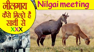 Warning  बच्चे इस वीडियो से दूर रहे  Nilgai Meeting Video  नीलगाय प्रजनन कैसे करते है [upl. by Packer]