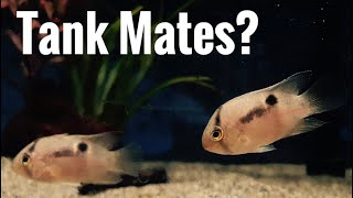 Top 5 Tank Mates for Keyhole Cichlid [upl. by Atnoed]