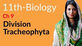 11th Class Biology Ch 9  Explain Division Tracheophyta  11th Class Biology [upl. by Dyan780]