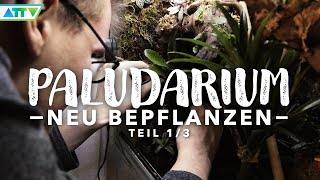 🦎 PALUDARIUM neu bepflanzen  SO viele Pflanzen für das Terrarium [upl. by Ellenohs]