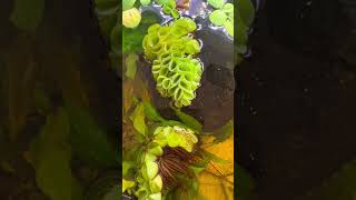 How To Add Floating plants to an aquarium [upl. by Eniahs746]