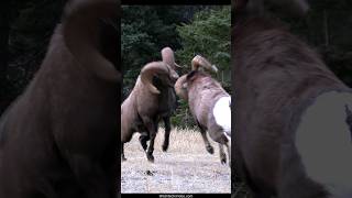 Bighorn Ram Rut Headbutts [upl. by Macmahon]