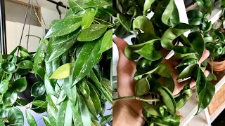 Hoya Houseplant Care Tips amp Tricks  My Hoya Collection [upl. by Eniamirt]