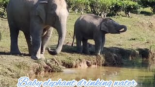 Baby elephant drinking water [upl. by Acino]